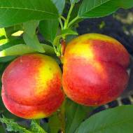 Саженец Нектарин Кримсон Голд